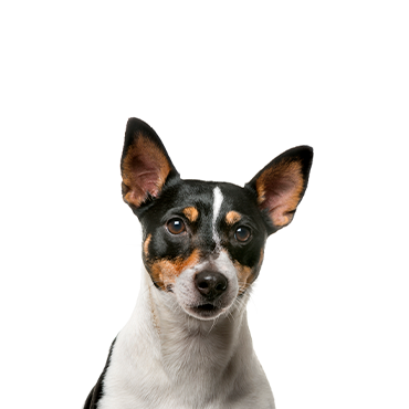 Petland Frisco & Mckinney, Texas Toy Fox Terrier