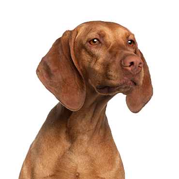 Petland Frisco & Mckinney, Texas Vizsla