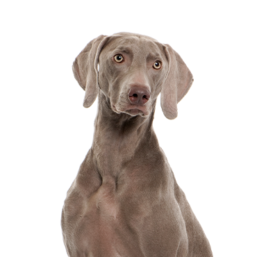 Petland Frisco & Mckinney, Texas Weimaramer