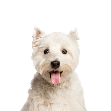 Petland Frisco & Mckinney, Texas West Highland Terrier