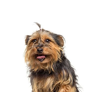 Petland Frisco & Mckinney, Texas Yorkie-Chon