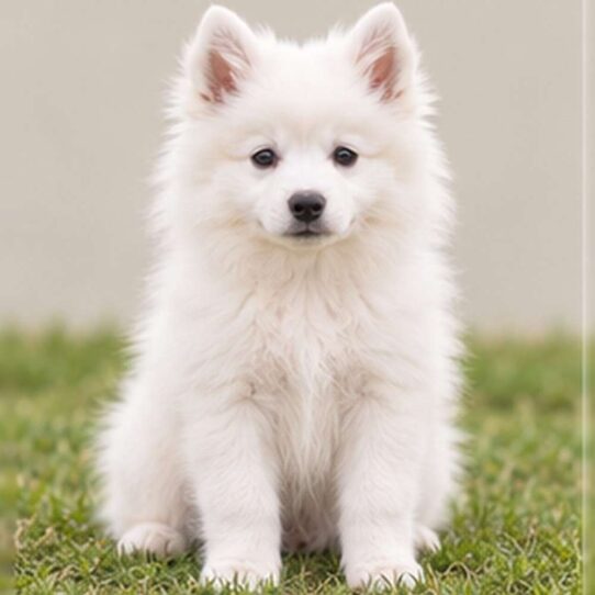 Fluffy white dog with a smiling expression, standing proudly on grass