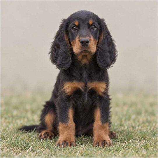 A majestic black and tan Gordon Setter standing proudly in a lush field