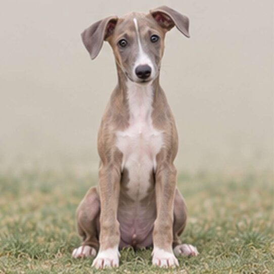 Sleek greyhound standing gracefully, showcasing short, smooth coat and alert expression