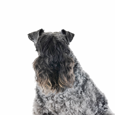 Petland Frisco & Mckinney, Texas Kerry Blue Terrier