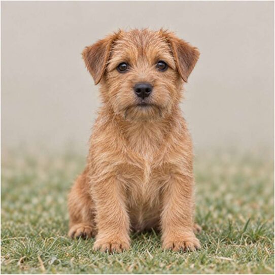 Small, scruffy dog with a wiry coat, alert posture, and expressive eyes