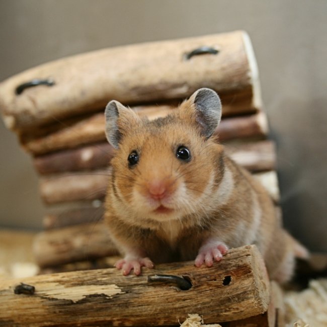 Small Animals for Sale Petland Frisco, Texas Pet Store