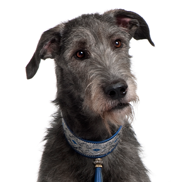 Petland Frisco & Mckinney, Texas Scottish Deerhound