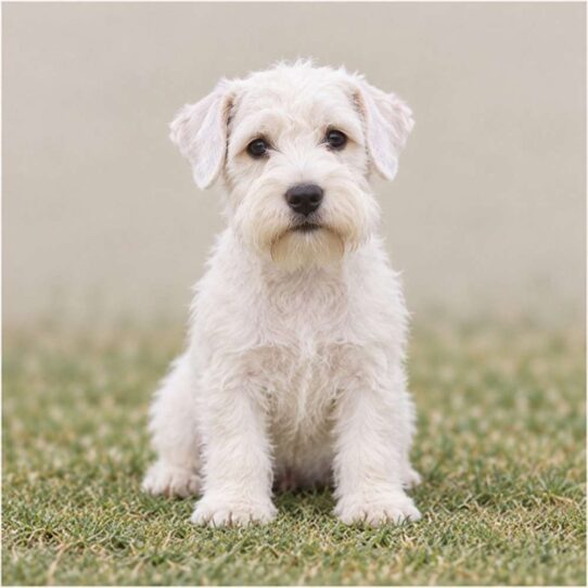 White, scruffy-coated Sealyham Terrier standing alert with playful eyes