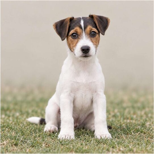 A sleek, white dog with black and brown markings standing alertly