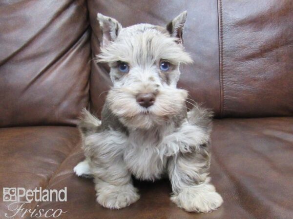 Miniature Schnauzer-DOG-Female-LIVER MERLE-24263-Petland Frisco, Texas