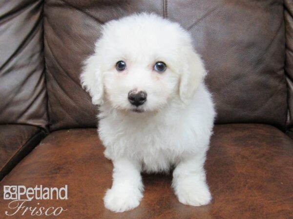 Bichon Frise DOG Male White 24673 Petland Frisco, Texas