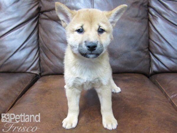 Shiba Inu-DOG-Male-RED-24671-Petland Frisco, Texas