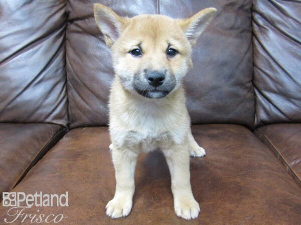 Shiba Inu DOG Male RED 24671 Petland Frisco, Texas