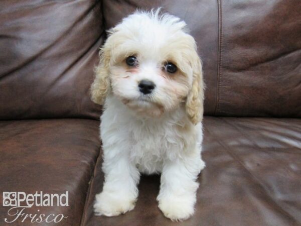 Cava Chon-DOG-Male-Blienhiem-24662-Petland Frisco & Mckinney, Texas