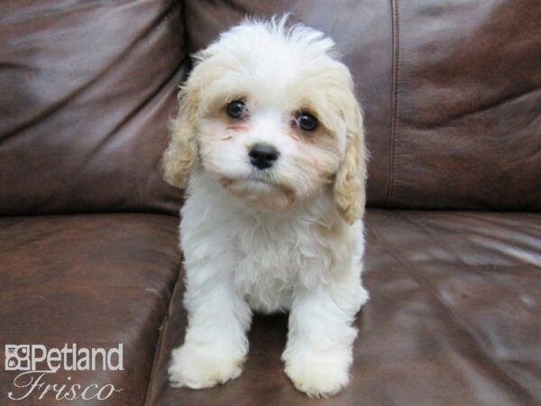 Cava Chon-DOG-Male-Blienhiem-24662-Petland Frisco, Texas