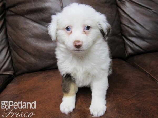 Miniature Australian Shepherd DOG Female RED MERLE 24660 Petland Frisco, Texas