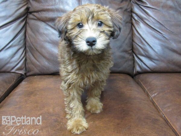 Woodle-DOG-Female-Wheaton-24658-Petland Frisco, Texas