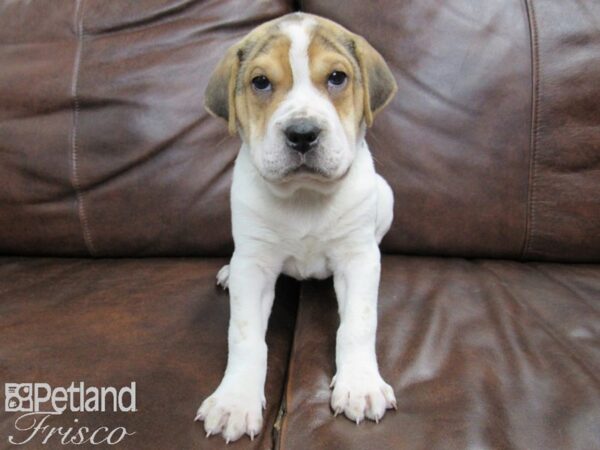 Mini Walrus-DOG-Male-Black Tri-24654-Petland Frisco, Texas