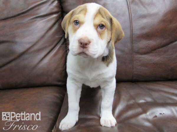 Mini Walrus DOG Female Black Tri 24652 Petland Frisco, Texas