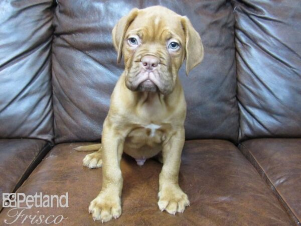 Dogue de Bordeaux DOG Male Red 24647 Petland Frisco, Texas