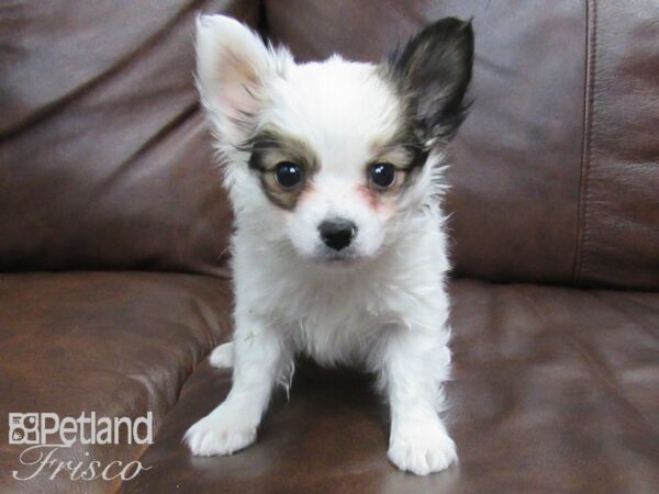 Papillon DOG Male SABLE WHITE 24724 Petland Frisco, Texas