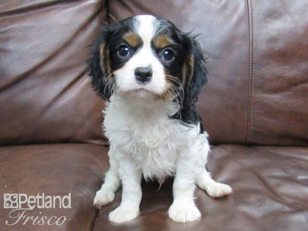 Cavalier King Charles Spaniel DOG Male TRI 24720 Petland Frisco, Texas