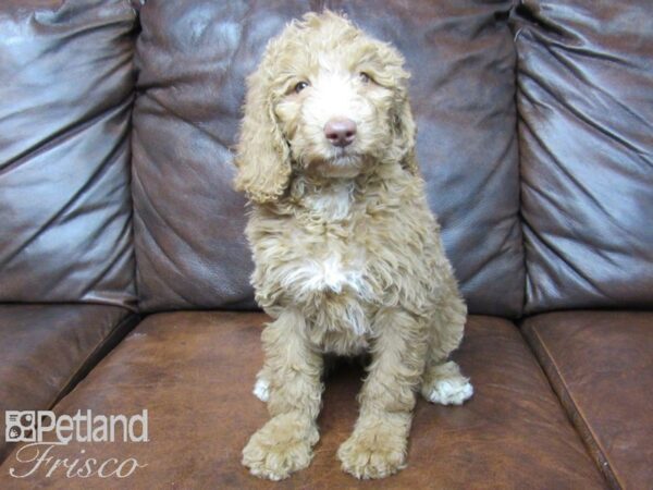 Goldendoodle F2 DOG Female Red 24713 Petland Frisco, Texas