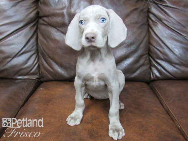 Weimeraner DOG Female Silver 24712 Petland Frisco, Texas