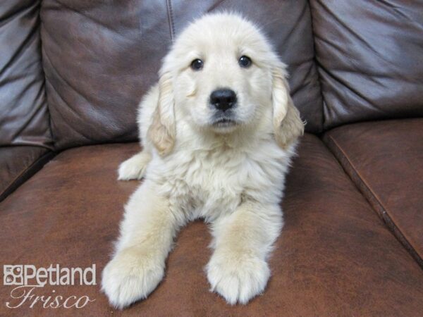 Golden Retriever DOG Female Golden 24710 Petland Frisco, Texas