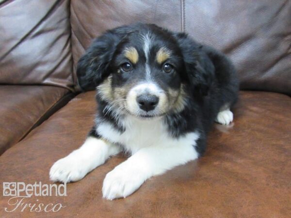 Miniature Australian Shepherd-DOG-Female-Tri-24703-Petland Frisco & Mckinney, Texas