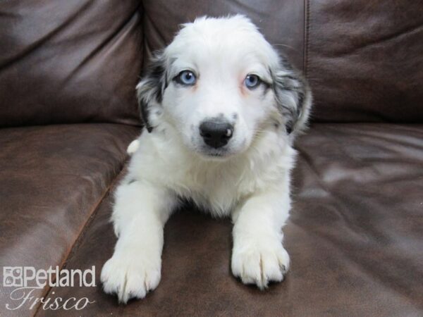 Miniature Australian Shepherd DOG Female Blue Merle 24699 Petland Frisco, Texas