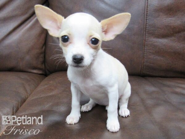 Chihuahua DOG Female White and Tan 24696 Petland Frisco, Texas