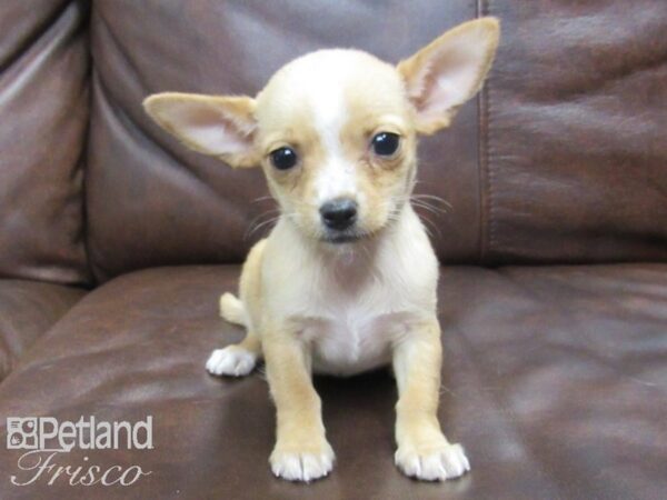 Chihuahua-DOG-Female-Red-24695-Petland Frisco & Mckinney, Texas