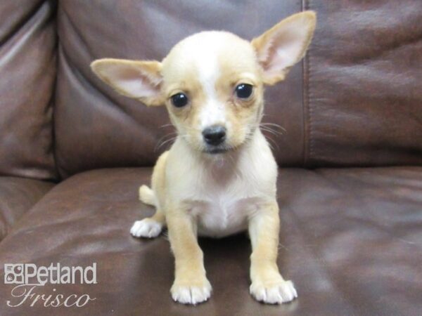 Chihuahua DOG Female Red 24695 Petland Frisco, Texas