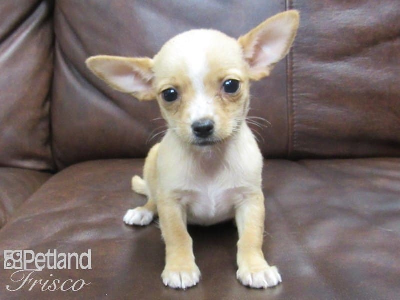 Chihuahua-DOG-Female-Red-2614123-Petland Frisco, Texas