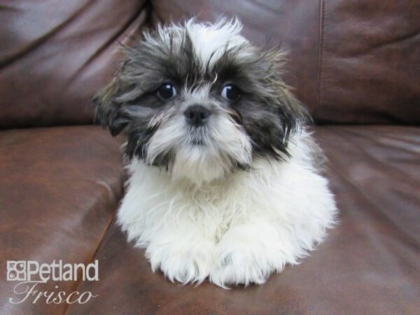 Shih Tzu-DOG-Female-Brown and White-24690-Petland Frisco & Mckinney, Texas