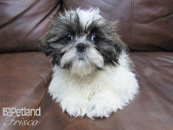 Shih Tzu DOG Female Brown and White 24690 Petland Frisco, Texas