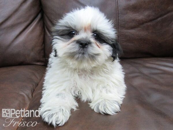 Shih Tzu DOG Female White and Brown 24689 Petland Frisco, Texas