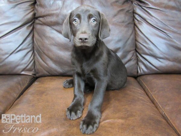 Labrador Retriever-DOG-Male-Chocolate-24684-Petland Frisco & Mckinney, Texas