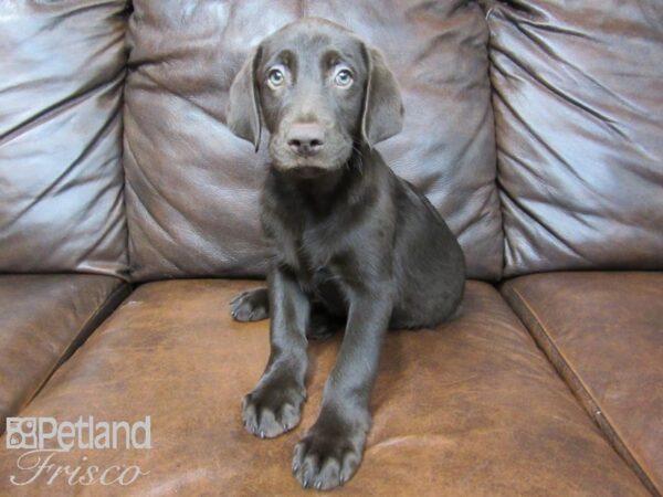 Labrador Retriever DOG Male Chocolate 24684 Petland Frisco, Texas