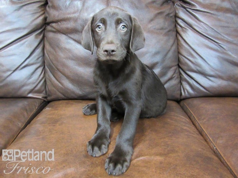 Labrador Retriever-DOG-Male-Chocolate-2611789-Petland Frisco, Texas