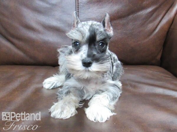 Miniature Schnauzer DOG Female BLUE MERLE 24783 Petland Frisco, Texas