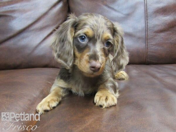 Dachshund DOG Male CHOC DAPPLE 24779 Petland Frisco, Texas