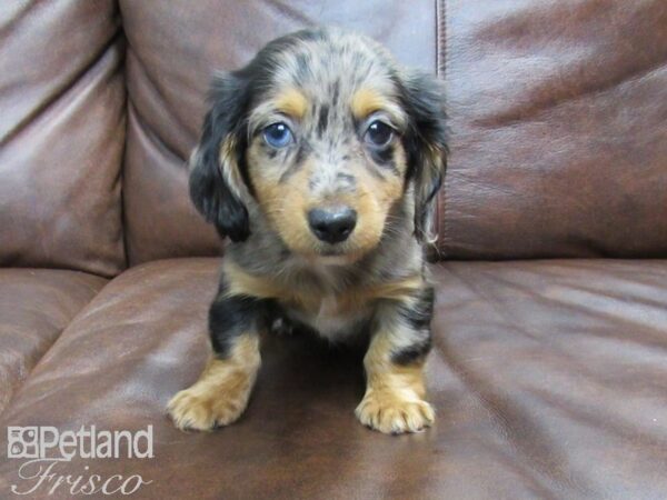 Dachshund DOG Male DAPPLE 24778 Petland Frisco, Texas