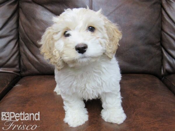 Cock A Poo DOG Female BUFF WHITE 24777 Petland Frisco, Texas