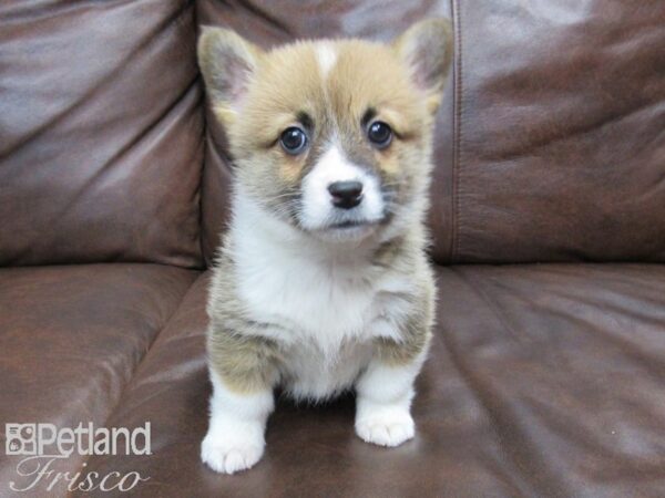 Pembroke Welsh Corgi DOG Female SABLE WHITE 24776 Petland Frisco, Texas