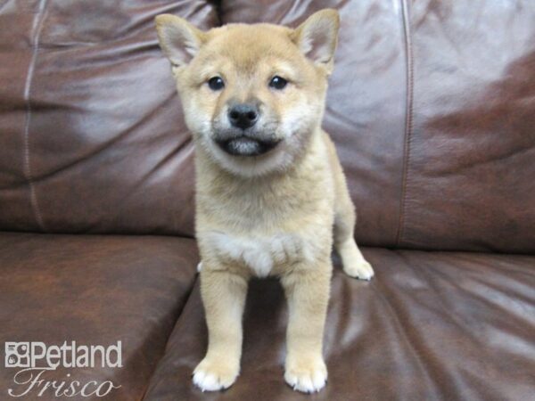 Shiba Inu DOG Male Red 24774 Petland Frisco, Texas