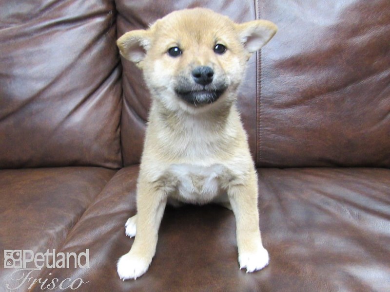Shiba Inu Puppy Red ID:24773 Located at Petland Frisco & Mckinney