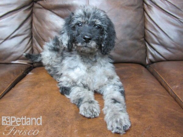 F2 ST Goldendoodle-DOG-Male-Blue Merle-24766-Petland Frisco & Mckinney, Texas